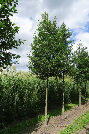 2_Alnus-glutinosa-ho-18-25-2