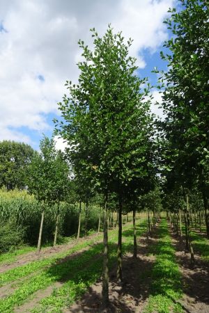 3_Alnus-glutinosa-ho-18-25