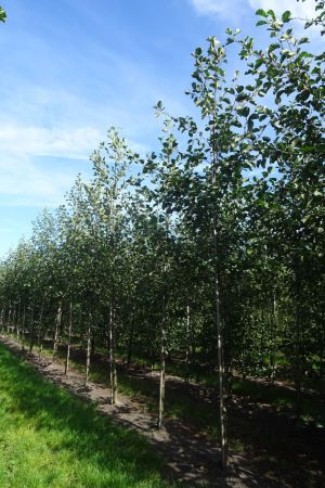 Alnus-glutinosa-ho-14-18