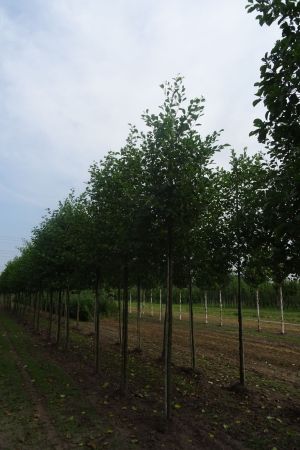 Alnus-glutinosa-ho-16-20