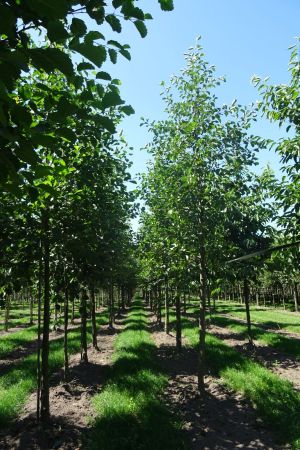 Alnus-glutinosa-ho-18-25-2