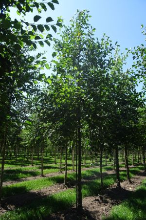 Alnus-glutinosa-ho-18-25