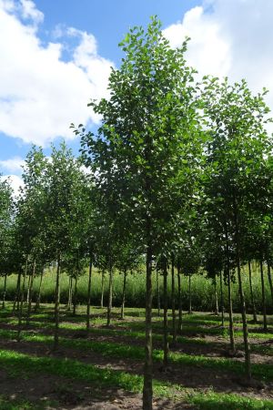 Alnus-glutinosa-ho-20-30