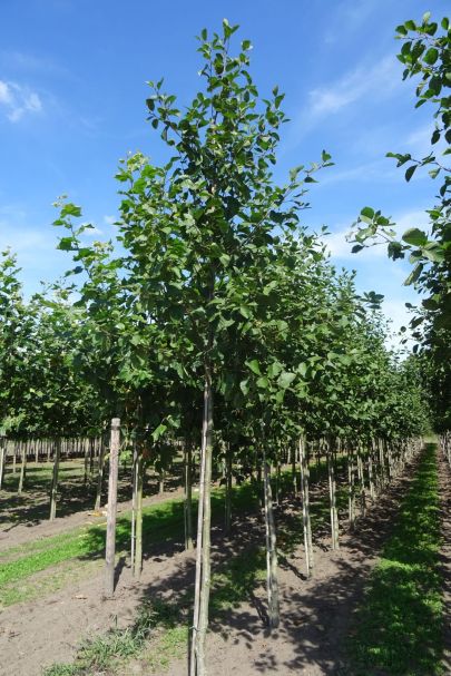 Alnus incana HO