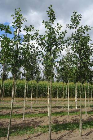 1_Alnus-incana-ho-14-18