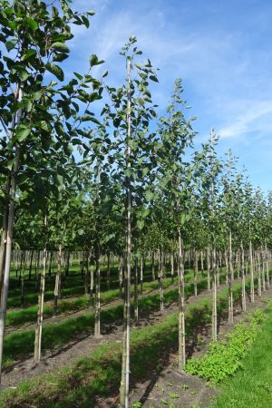 Alnus-incana-ho-12-16