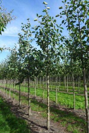 Alnus-incana-ho-14-18