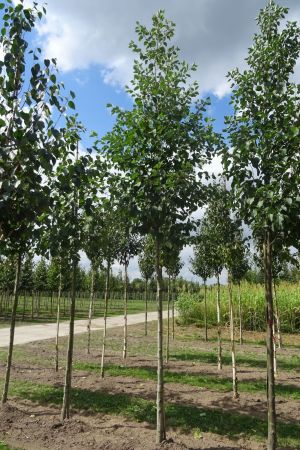 Alnus-incana-ho-16-20