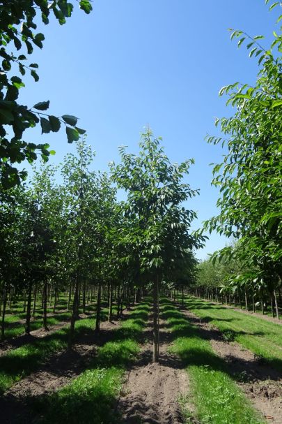 Alnus spaethii HO