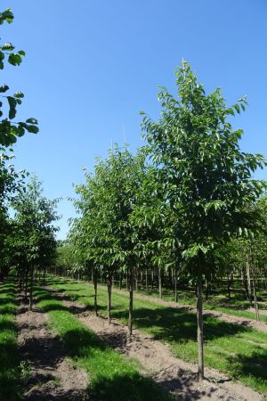 Alnus-Spaethii-ho-18-25