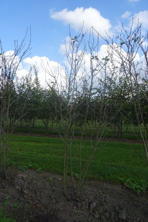 Amelanchier-alnifolia-meerstam-200-250-1