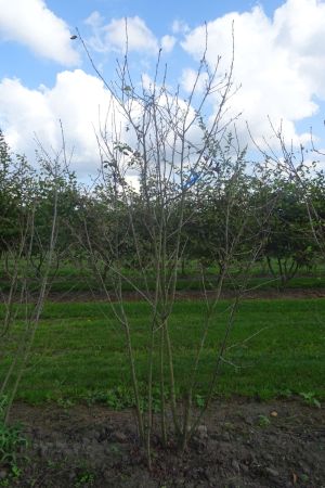 Amelanchier-alnifolia-meerstam-250-300