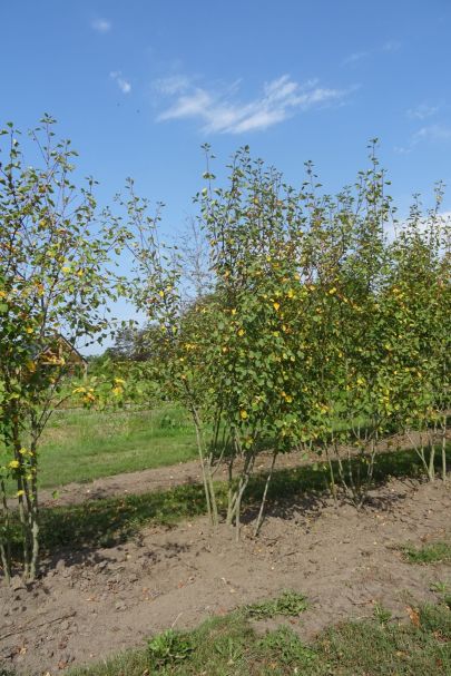 Amelanchier alnifolia MRSTAM