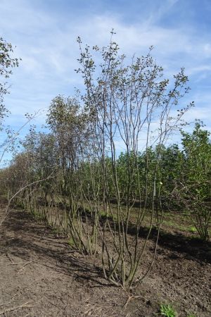AAA-Amelanchier-meerstam-300-400