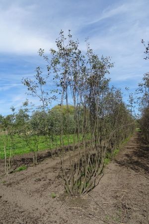 Amelanchier-alnifolia-meerstam-300-400-2