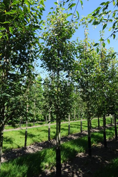 Amelanchier arborea 'Robin Hill' GEV