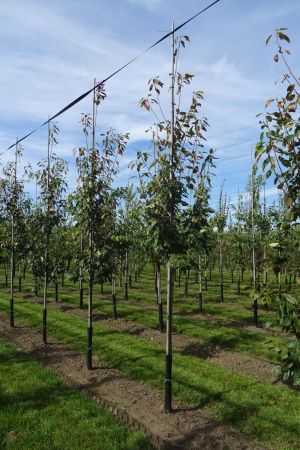 Amelanchier-a-Robin-Hill-geveerd-10-14-2