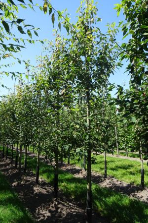 Amelanchier-a-Robin-Hill-geveerd-12-16