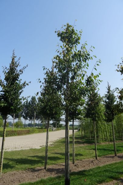 Amelanchier arborea 'Robin Hill' HO