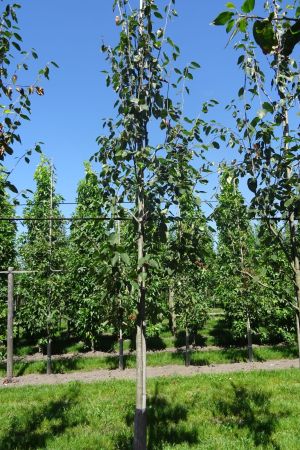 Amelanchier-Ballerina-geveerd-10-14