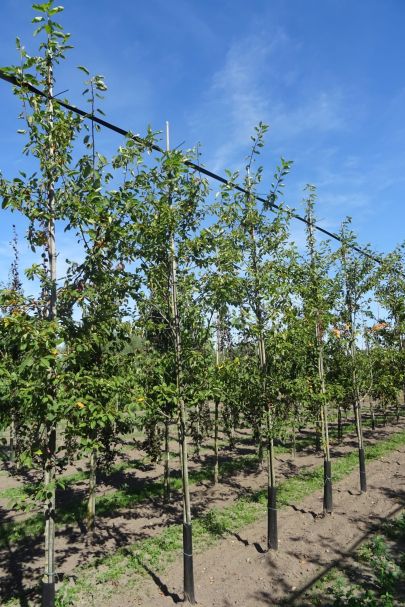 Amelanchier lamarckii GEV