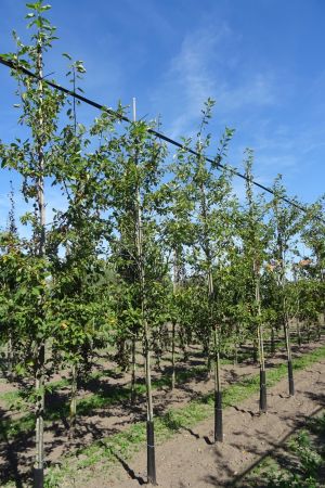Amelanchier-lamarckii-geveerd-12-16