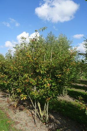 Amelanchier-lamackii-meerstam-200-250