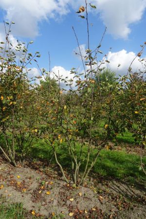 Amelanchier-lamarckii-175-200