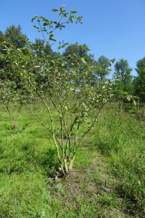 Amelanchier-lamarckii-meerstam-175-200-1