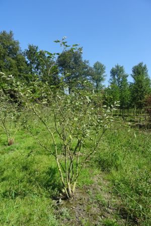 Amelanchier-lamarckii-meerstam-175-200