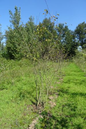 Amelanchier-lamarckii-meerstam-200-250-11