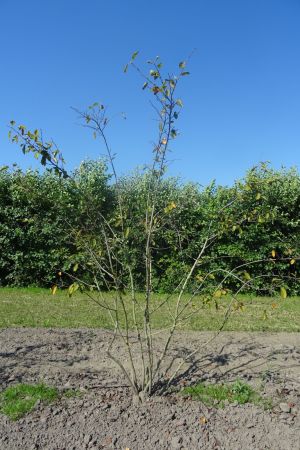 Amelanchier-lamarckii-meerstam-200-250-12