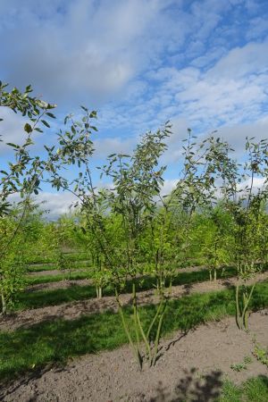 Amelanchier-lamarckii-meerstam-200-250-2