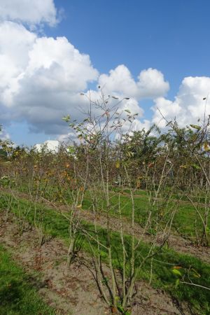 Amelanchier-lamarckii-meerstam-200-250-3