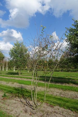 Amelanchier-lamarckii-meerstam-200-250-4