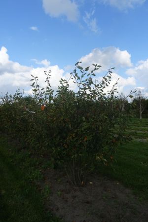 Amelanchier-lamarckii-meerstam-200-250-5