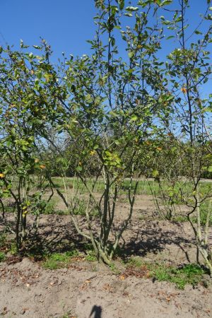 Amelanchier-lamarckii-meerstam-200-250-7