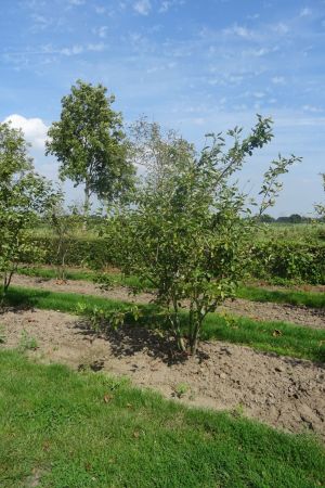 Amelanchier-lamarckii-meerstam-200-250-8