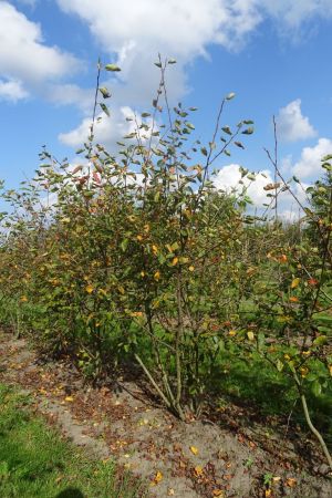 Amelanchier-lamarckii-meerstam-200-250