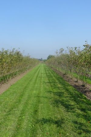 Amelanchier-lamarckii-meerstam-200-300