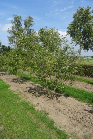 Amelanchier-lamarckii-meerstam-250-300-10