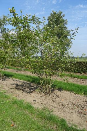 Amelanchier-lamarckii-meerstam-250-300-11