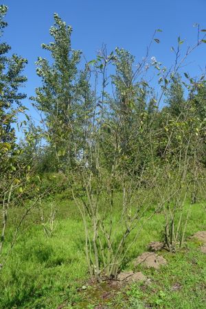 Amelanchier-lamarckii-meerstam-250-300-13