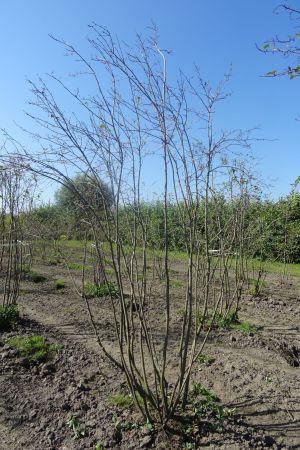 Amelanchier-lamarckii-meerstam-250-300-15