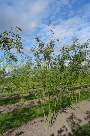 Amelanchier-lamarckii-meerstam-250-300-2