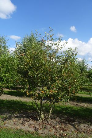 Amelanchier-lamarckii-meerstam-250-300-3