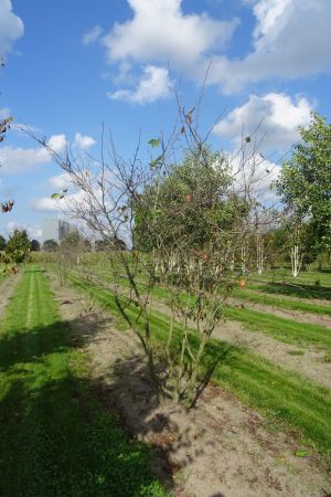 Amelanchier-lamarckii-meerstam-250-300-4