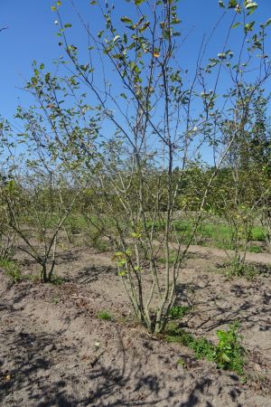 Amelanchier-lamarckii-meerstam-250-300-5