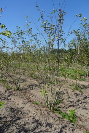 Amelanchier-lamarckii-meerstam-250-300-6