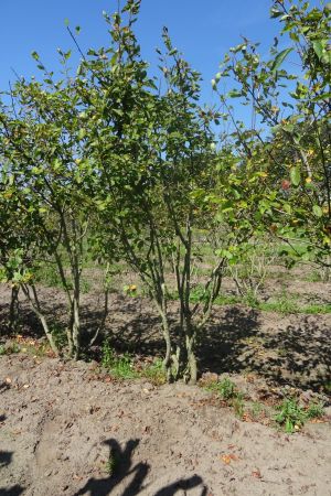 Amelanchier-lamarckii-meerstam-250-300-7